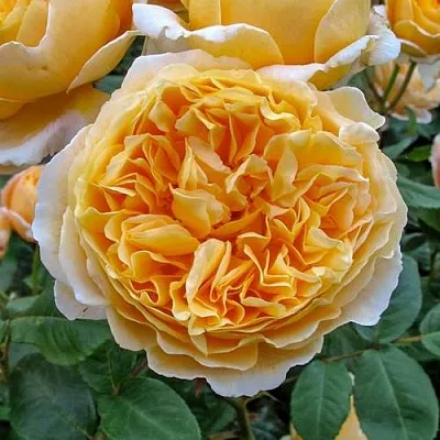 Саженцы роз БЕАТРИС английская  Саженцы роз БЕАТРИС английская в Рязани