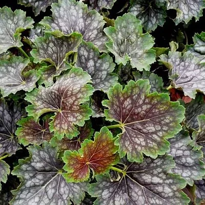 Гейхера МАРВЕЛОС МАРБЛ СИЛЬВЕР  Гейхера МАРВЕЛОС МАРБЛ СИЛЬВЕР в Рязани