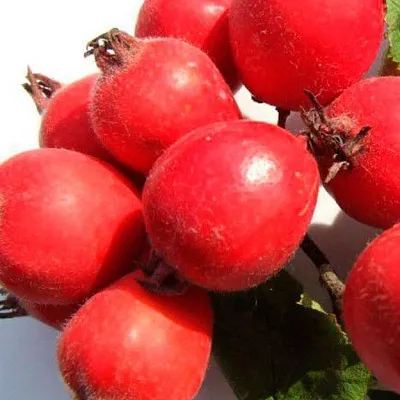 Боярышник  Боярышник в Рязани