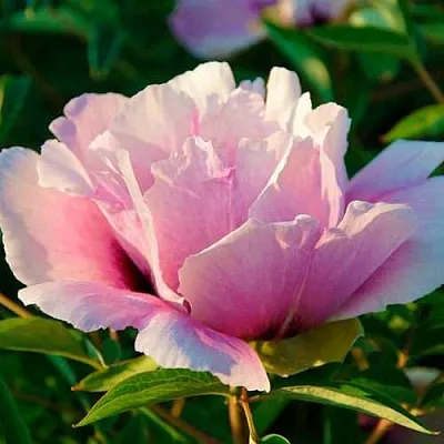 Пион ВРАТА ХРАМА древовидный   Пион ВРАТА ХРАМА древовидный  в Рязани