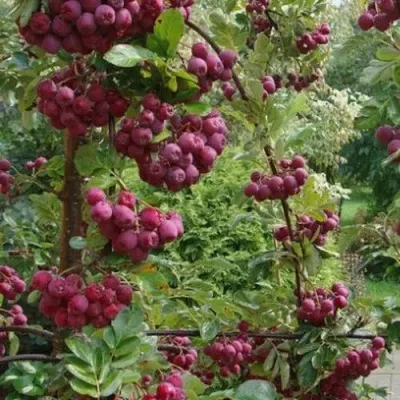 Рябина ДЕСЕРТНАЯ МИЧУРИНА сладкоплодная — описание сорта Рябина ДЕСЕРТНАЯ МИЧУРИНА сладкоплодная в Рязани