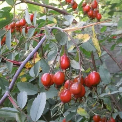 Саженцы роз сизая — описание сорта Саженцы роз сизая в Рязани