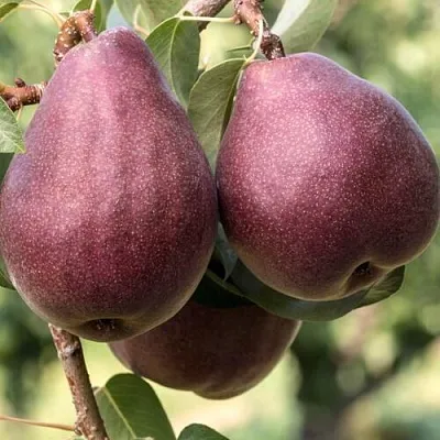 Груша БУРАКОВКА  Груша БУРАКОВКА в Рязани