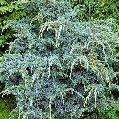 Можжевельник БЛЮ АЛЬПС китайский  Можжевельник БЛЮ АЛЬПС китайский в Рязани