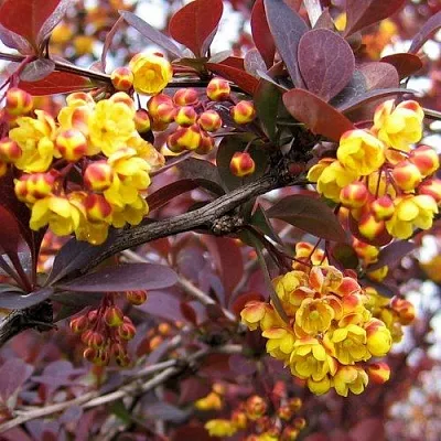 Барбарис СУПЕРБА оттавский   Барбарис СУПЕРБА оттавский  в Рязани