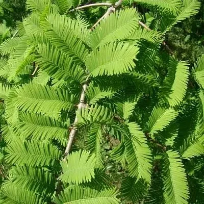 Метасеквойя  ГЛИПТОСТРОБОИДНАЯ   Метасеквойя  ГЛИПТОСТРОБОИДНАЯ  в Рязани