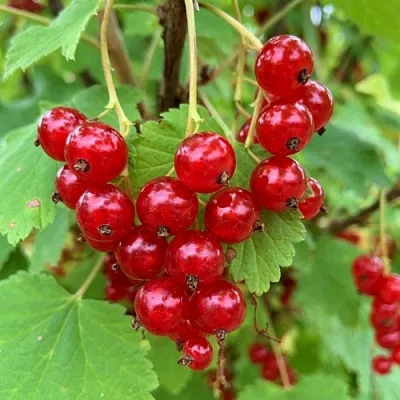 Смородина красная МААРСЕС ПРОМИНЕНТ  Смородина красная МААРСЕС ПРОМИНЕНТ в Рязани