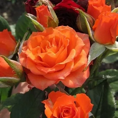 Саженцы роз АЛЕГРИЯ спрей  Саженцы роз АЛЕГРИЯ спрей в Рязани