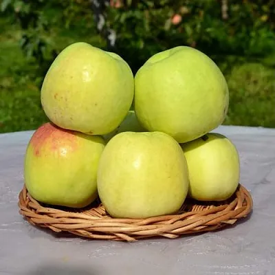Яблоня БИРСКОЕ ГРУШЕВОЕ (БИЧИК)  Яблоня БИРСКОЕ ГРУШЕВОЕ (БИЧИК) в Рязани