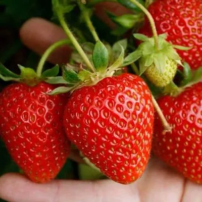 Клубника ПОРТОЛА ремонтантная  Клубника ПОРТОЛА ремонтантная в Рязани