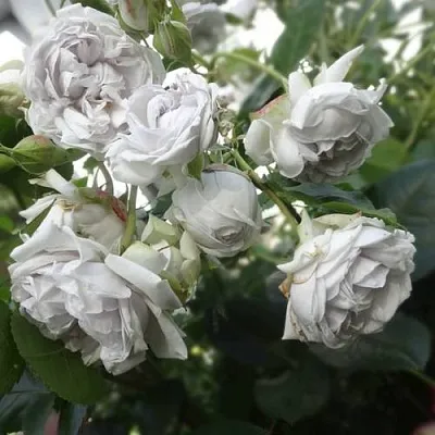 Саженцы роз ГРИЗЕЛИС шраб  Саженцы роз ГРИЗЕЛИС шраб в Рязани