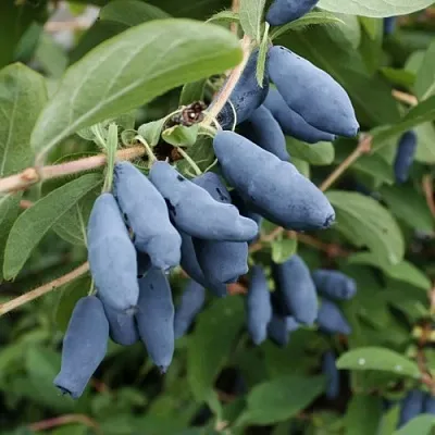Жимолость съедобная ТОМИ японская  Жимолость съедобная ТОМИ японская в Рязани