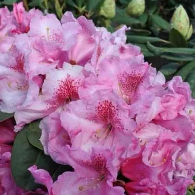 Рододендрон КЛАУДИУС в Рязани