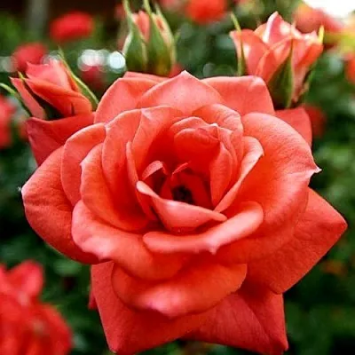 Ремонтантные гибриды  Ремонтантные гибриды в Рязани