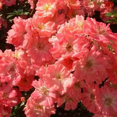 Почвопокровная  Почвопокровная в Рязани