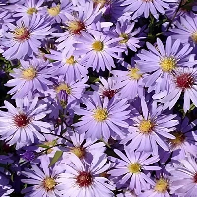 Астра БЛЮ ХЕВЕН сердцелистная  Астра БЛЮ ХЕВЕН сердцелистная в Рязани