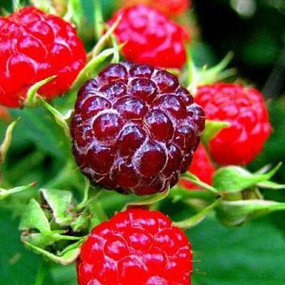 Княженика  Княженика в Рязани