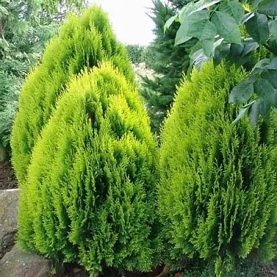 Туя восточная в Рязани