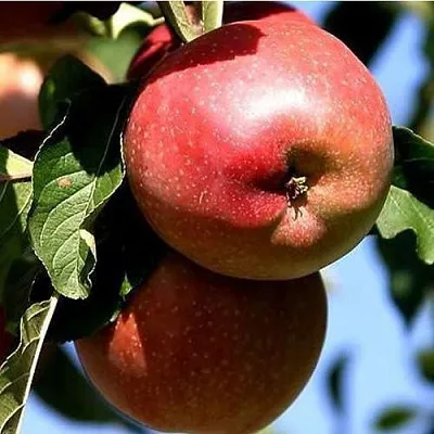 Яблоня АНТЕЙ КИЕВСКИЙ колонновидная  Яблоня АНТЕЙ КИЕВСКИЙ колонновидная в Рязани