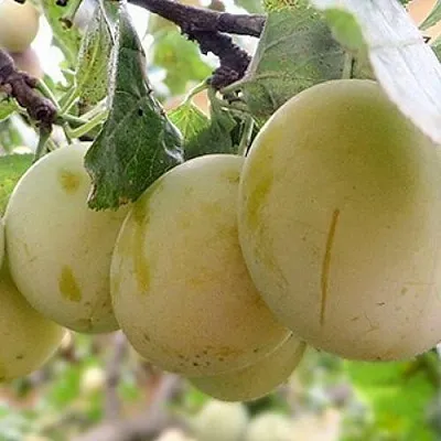 Слива УТРО  Слива УТРО в Рязани