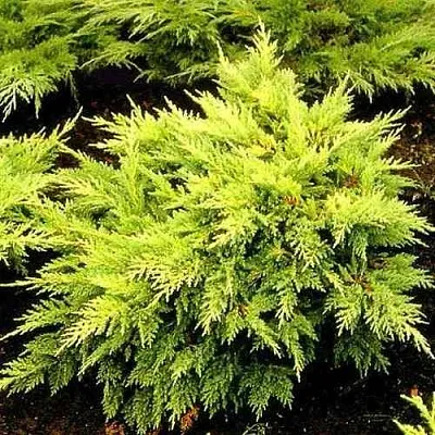 Можжевельник МОРДИГАН ГОЛД средний  Можжевельник МОРДИГАН ГОЛД средний в Рязани