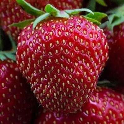 Клубника НАНДИ  Клубника НАНДИ в Рязани