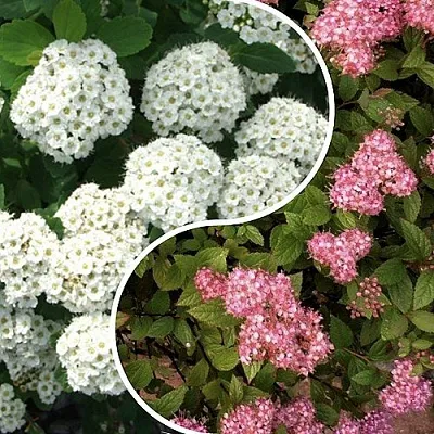 Комплект ТАЛАНТЛИВЫЙ САДОВОД в Рязани