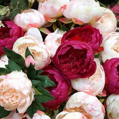 Пионы  Пионы в Рязани