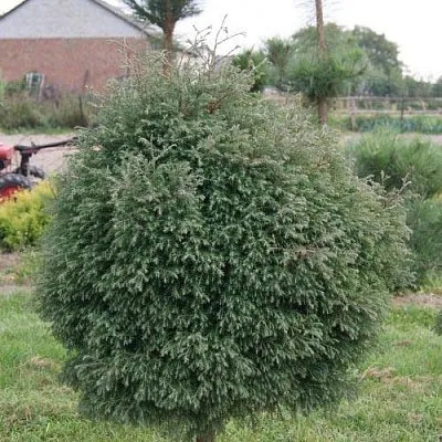 Туя вересковидная в Рязани