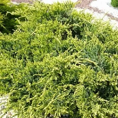 Можжевельник ГОЛД СТАР средний  Можжевельник ГОЛД СТАР средний в Рязани