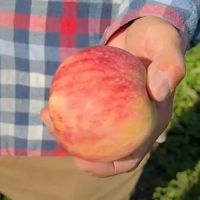 Яблоня ВАСЮГАН колонновидная в Рязани