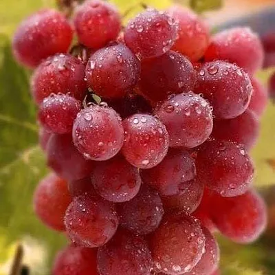 Ранние сорта  Ранние сорта в Рязани