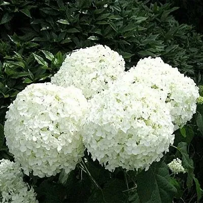 Гортензия АННАБЕЛЬ древовидная  Гортензия АННАБЕЛЬ древовидная в Рязани