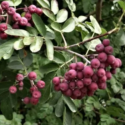 Рябина ДЕСЕРТНАЯ МИЧУРИНА сладкоплодная — описание сорта Рябина ДЕСЕРТНАЯ МИЧУРИНА сладкоплодная в Рязани