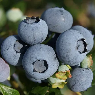 Высокорослые сорта   Высокорослые сорта  в Рязани