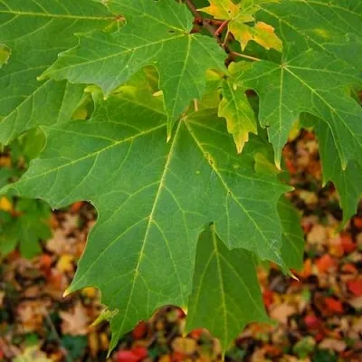 Клен сахарный  Клен сахарный в Рязани