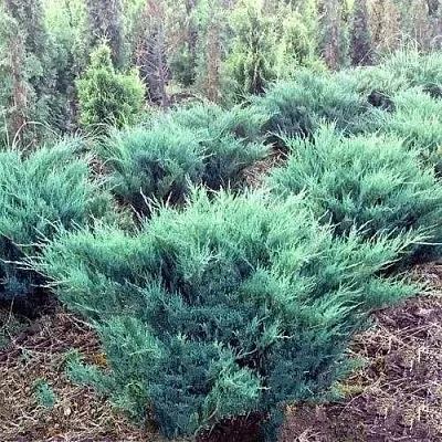 Можжевельник БЛЮ ДАНУБ казацкий  Можжевельник БЛЮ ДАНУБ казацкий в Рязани