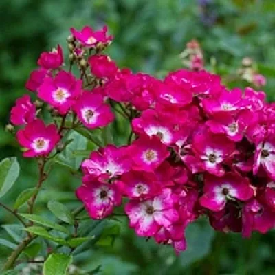 Саженцы роз МАРДЖОРИ ФЕЙР полиантовая  Саженцы роз МАРДЖОРИ ФЕЙР полиантовая в Рязани