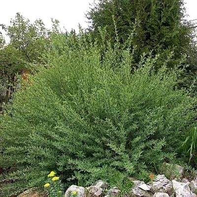 Ива НАНА  пурпурная   Ива НАНА  пурпурная  в Рязани