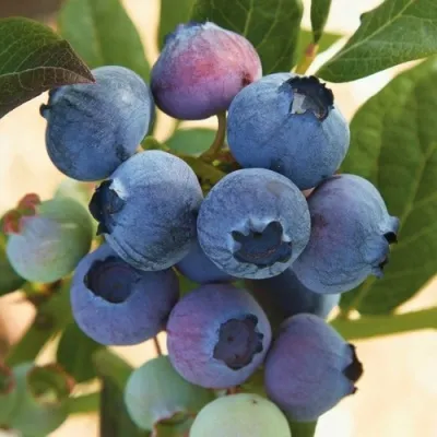 Голубика ОСОРНО — описание сорта Голубика ОСОРНО в Рязани