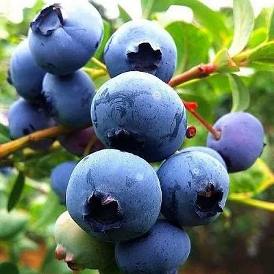 Низкорослые сорта   Низкорослые сорта  в Рязани