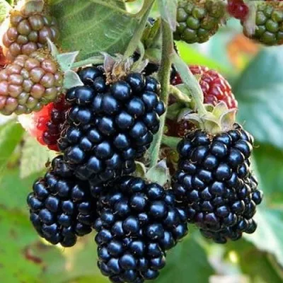 Ежевика ОУАЧИТА бесшипная — описание сорта Ежевика ОУАЧИТА бесшипная в Рязани