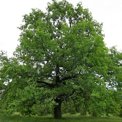Дуб черешчатый   Дуб черешчатый  в Рязани