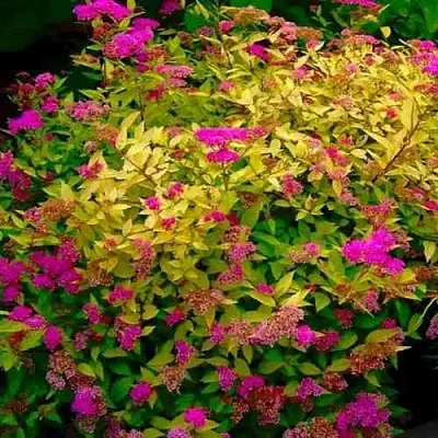 Спирея ГОЛДЕН ПРИНЦЕСС японская  Спирея ГОЛДЕН ПРИНЦЕСС японская в Рязани