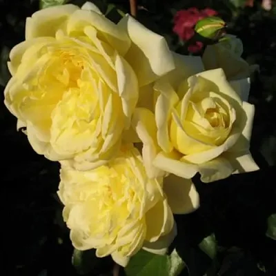 Саженцы роз КАЗИНО плетистая  Саженцы роз КАЗИНО плетистая в Рязани