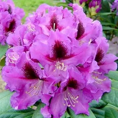 Рододендрон РАСПУТИН в Рязани