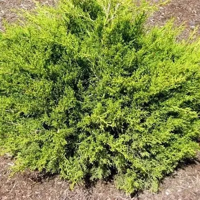 Можжевельник ИЗАБЕЛИН китайский  Можжевельник ИЗАБЕЛИН китайский в Рязани