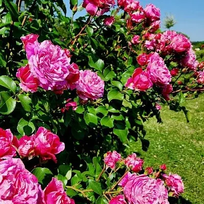 Саженцы роз ИНЕС САСТР плетистая  Саженцы роз ИНЕС САСТР плетистая в Рязани