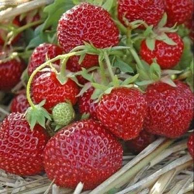 Клубника ЗЕНГА-ЗЕНГАНА  Клубника ЗЕНГА-ЗЕНГАНА в Рязани