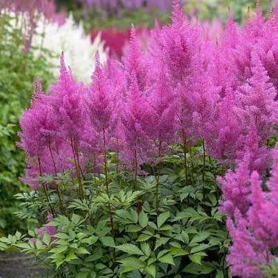 Астильба АМЕТИСТ Арендса  Астильба АМЕТИСТ Арендса в Рязани